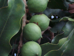 macadamia_integrifolia_fruits.jpg