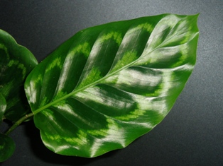 カラテア ヴィーチアナ(Calathea veitchiana)詳細 観葉植物データベース
